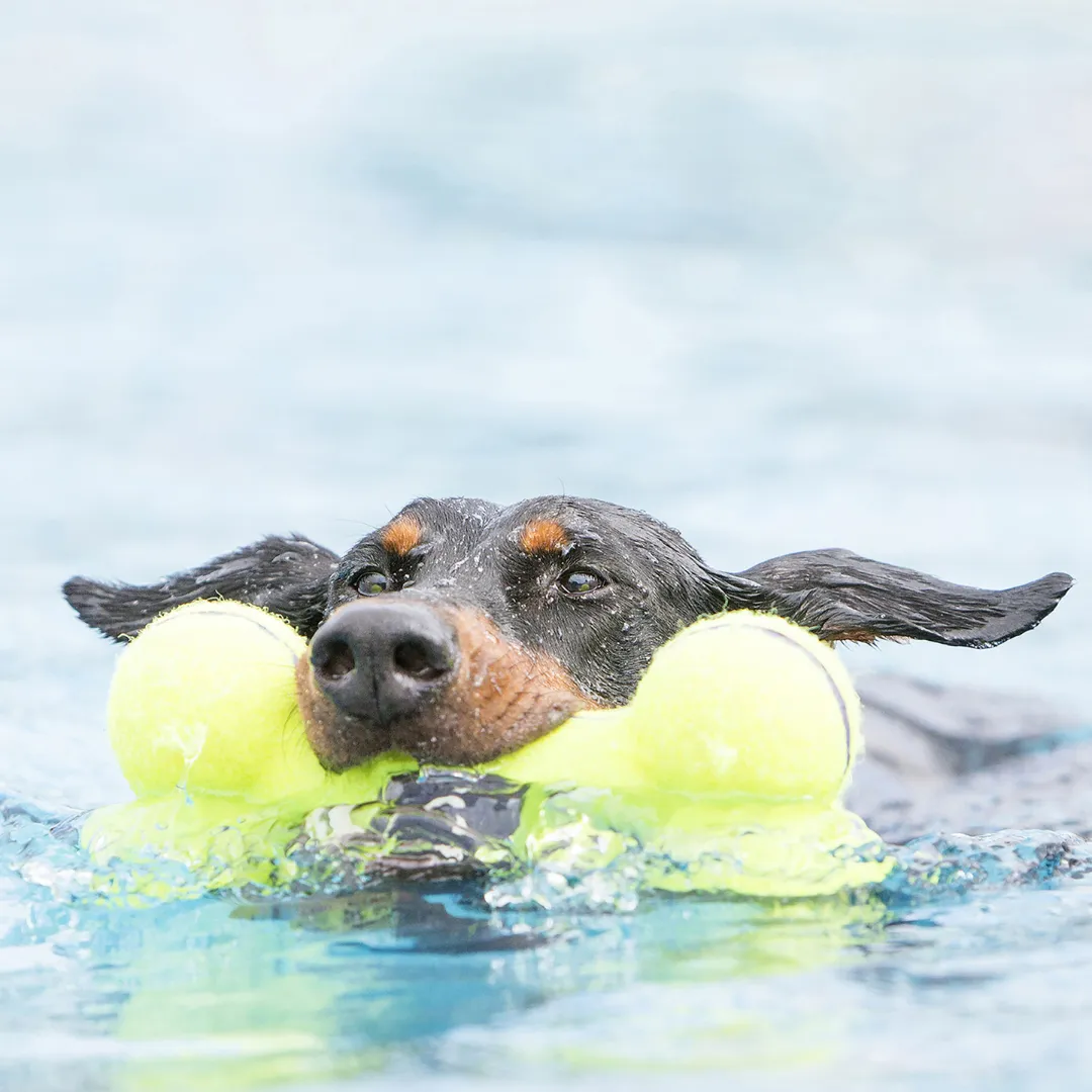 Kong Air Dog Squeaker Bone M