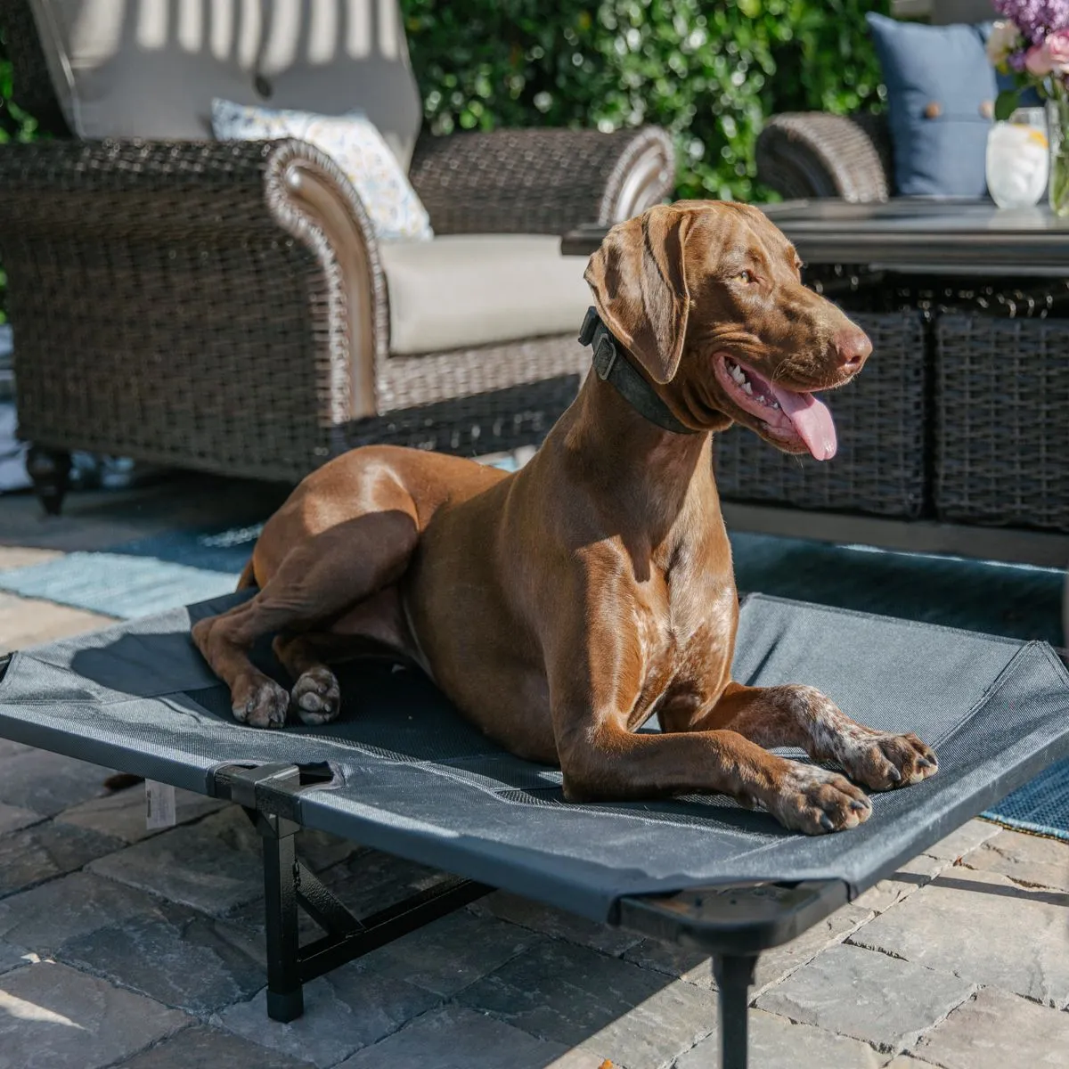 Lucky Dog Comfort Cot