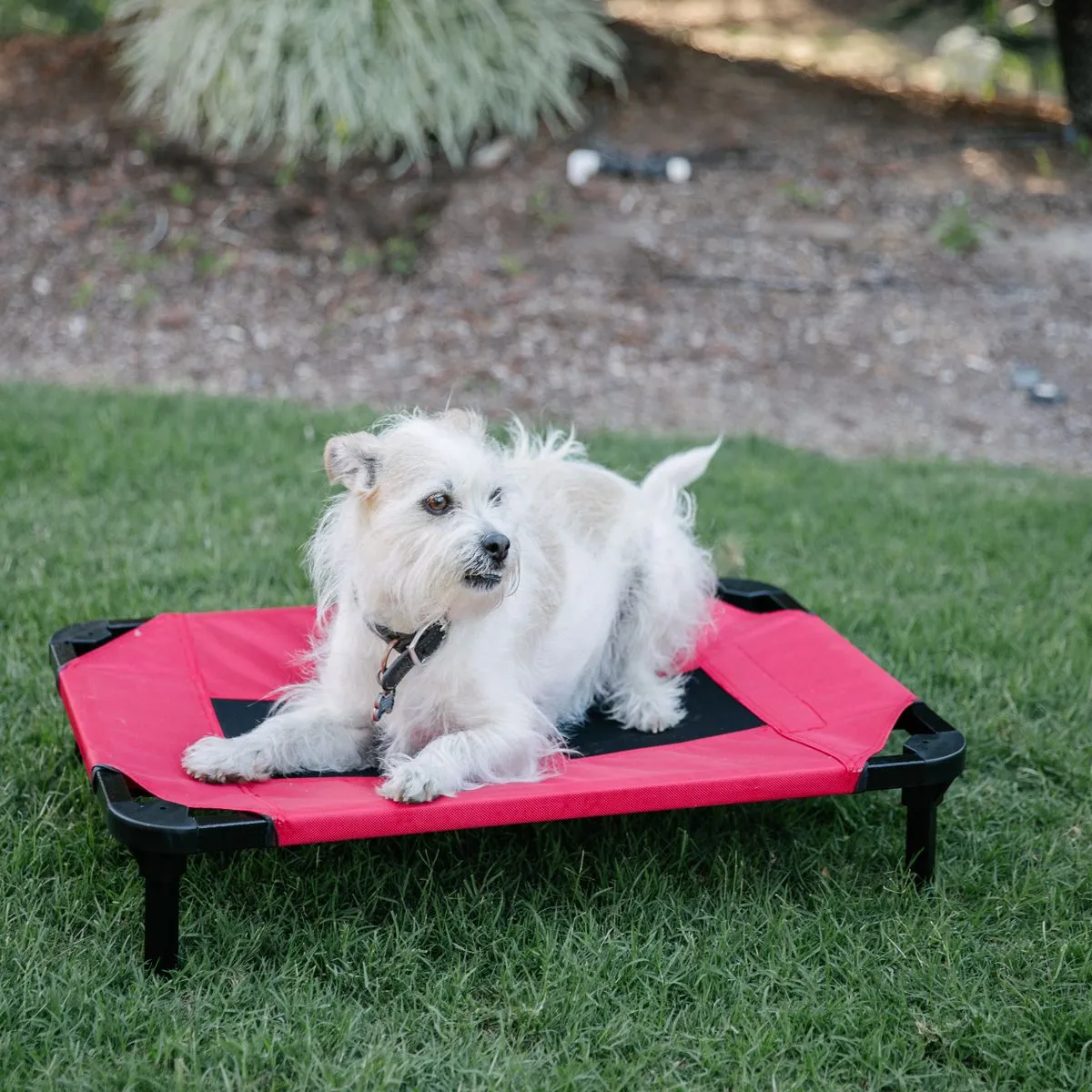 Lucky Dog Comfort Cot