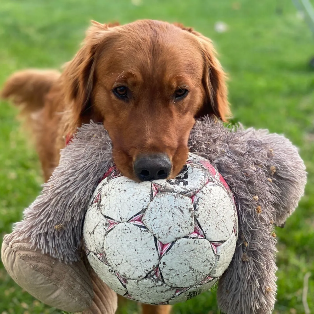 Squeaky Plush Dog Toy: Stuffless Big Foot