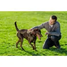 Stay & Play® Wireless Fence for Stubborn Dogs