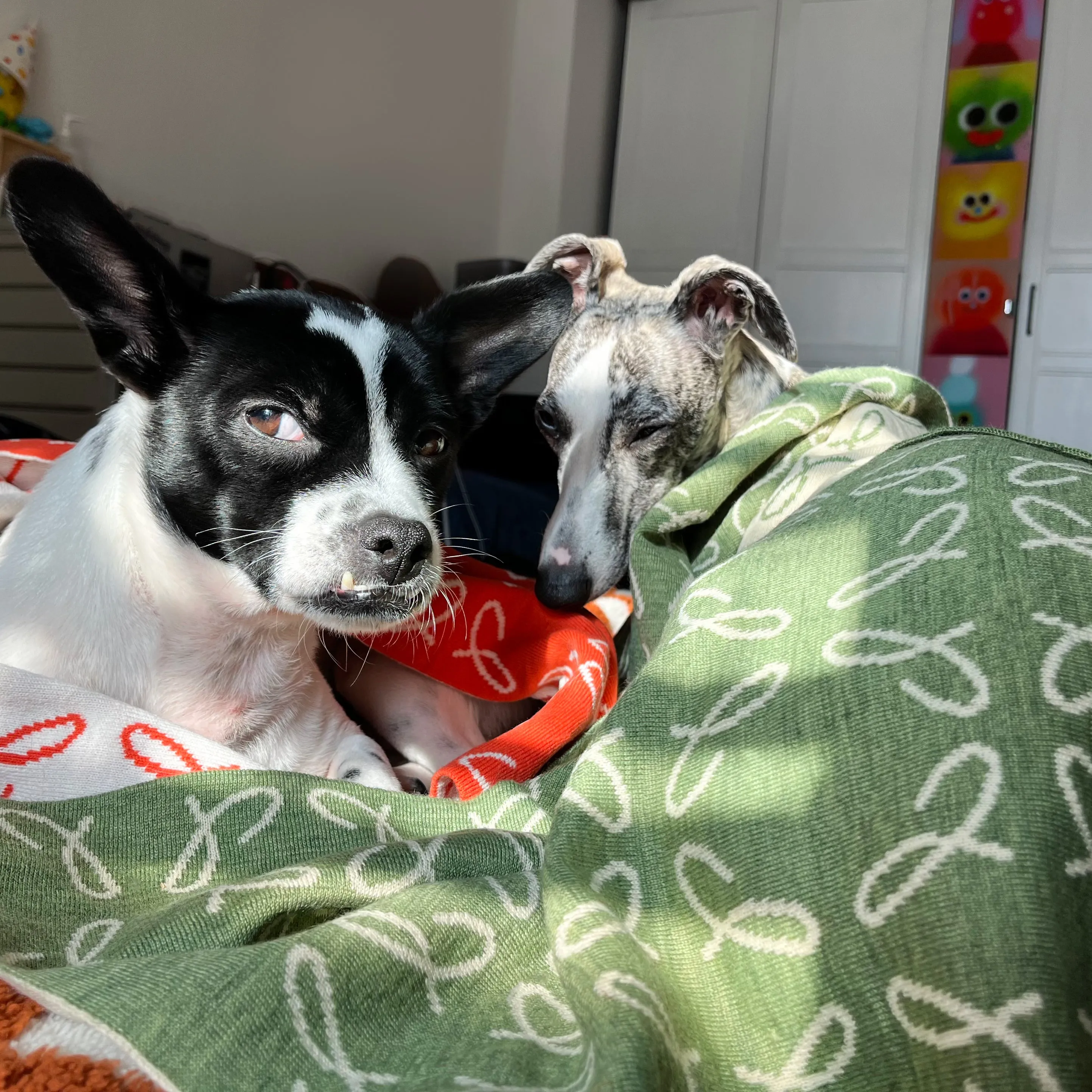 The Blanket